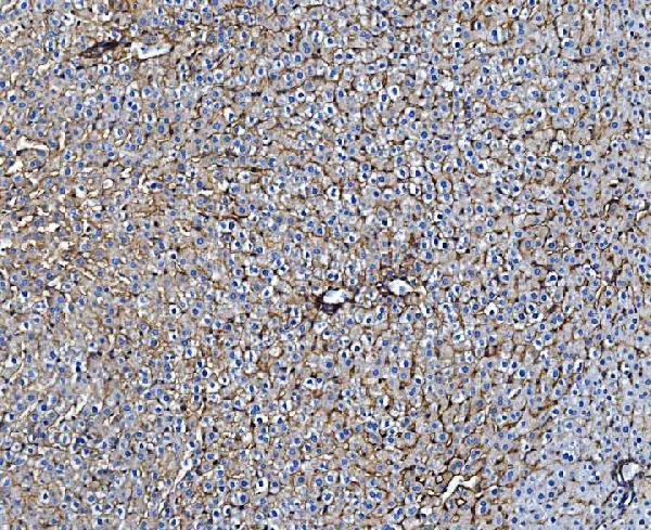 a01281 3 tapa1 primary antibodies ihc testing 2