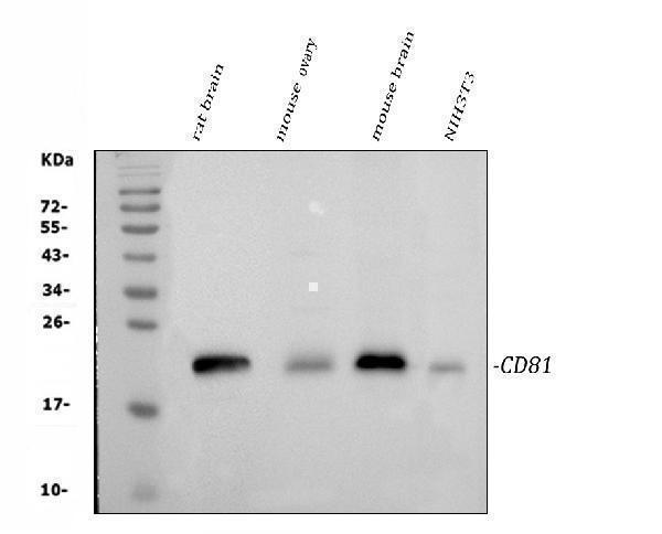 a01281 3 tapa1 primary antibodies wb testing 1_1