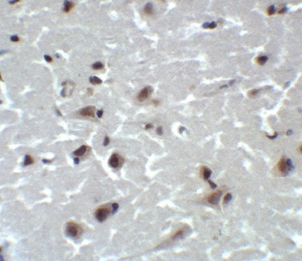 a01281 cd81 primary antibodies ihc testing 4