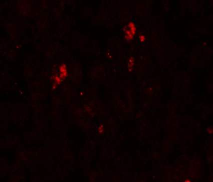 a01282 1 sumo2 primary antibodies if testing 3
