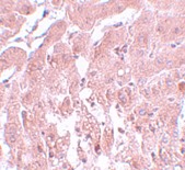 a01282 1 sumo2 primary antibodies ihc testing 2