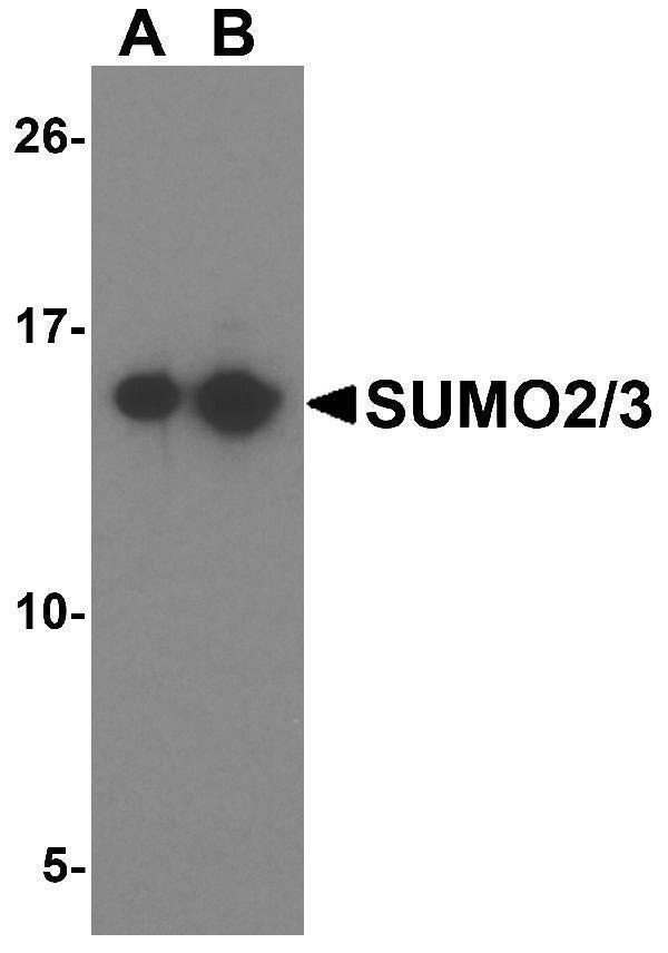 a01282 1 sumo2 primary antibodies wb testing 1