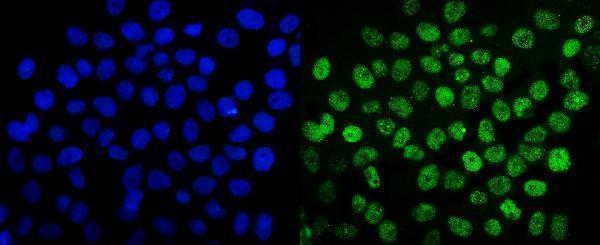 a01282 2 sumo2 3 primary antibodies if testing 5