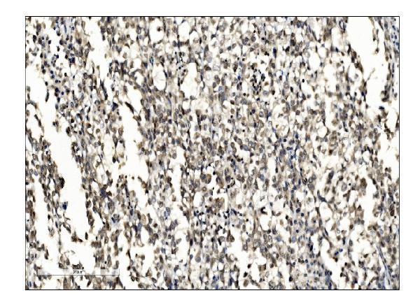  IHC analysis of SUMO2/3 using anti-SUMO2/3 antibody (A01282-2)