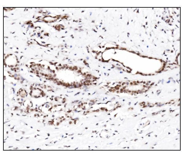 a01282 2 sumo2 3 primary antibodies ihc testing 4