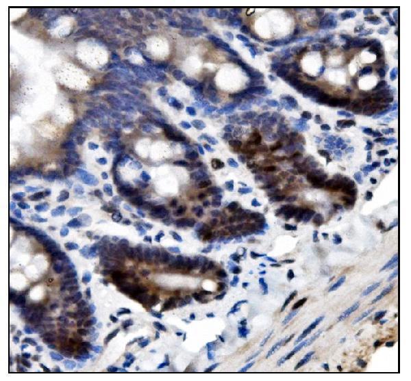 a01282 2 sumo2 3 primary antibodies ihc testing 7