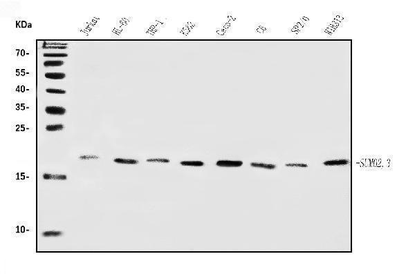  Western blot analysis of SUMO2/3 using anti-SUMO2/3 antibody (A01282-2)