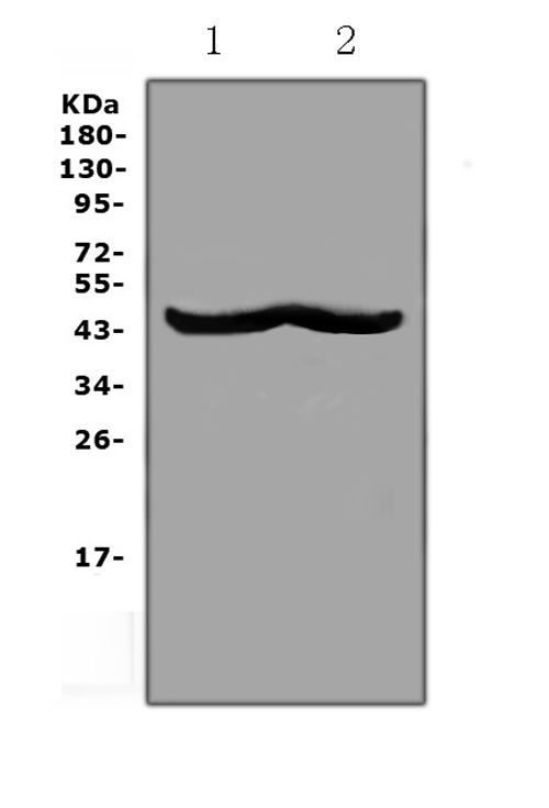 Western blot analysis of CHI3L1 using anti-CHI3L1 antibody (A01283-1). Electrophoresis was performed on a 5-20% SDS-PAGE gel at 70V (Stacking gel) / 90V (Resolving gel) for 2-3 hours. The sample well of each lane was loaded with 50ug of sample under reducing conditions. Lane 1: mouse RAW264.7 whole cell lysates, Lane 2: mouse HEPA1-6 whole cell lysates. After Electrophoresis, proteins were transferred to a Nitrocellulose membrane at 150mA for 50-90 minutes. Blocked the membrane with 5% Non-fat Milk/ TBS for 1.5 hour at RT. The membrane was incubated with rabbit anti-CHI3L1 antigen affinity purified polyclonal antibody (Catalog # A01283-1) at 0.5 ug/mL overnight at 4 then washed with TBS-0.1%Tween 3 times with 5 minutes each and probed with a goat anti-rabbit IgG-HRP secondary antibody at a dilution of 1:10000 for 1.5 hour at RT. The signal is developed using an Enhanced Chemiluminescent detection (ECL) kit (Catalog # EK1002) with Tanon 5200 system. A specific band was detected for CHI3L1 at approximately 43KD. The expected band size for CHI3L1 is at 43KD.