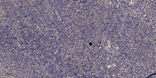 Immunohistochemical analysis of paraffin-embedded human tonsil