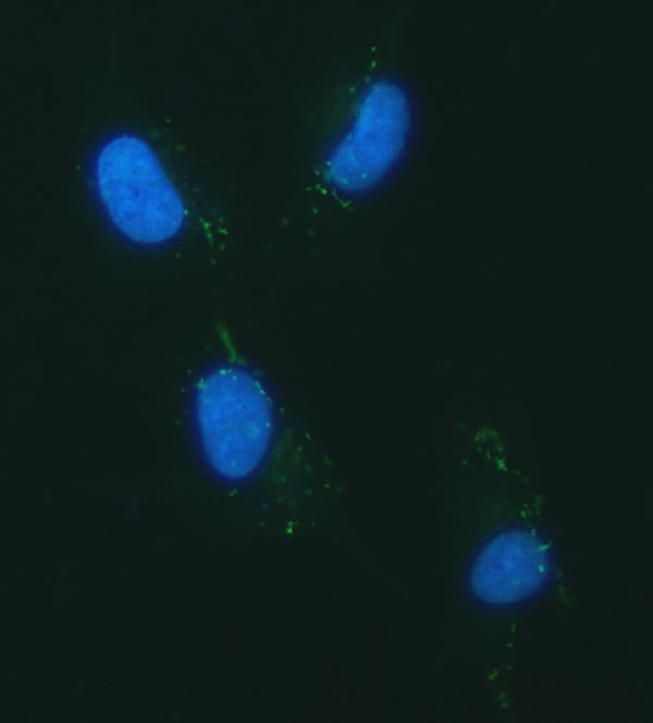  IF analysis of YKL-40/CHI3L1 using anti-YKL-40/CHI3L1 antibody (A01283-3)