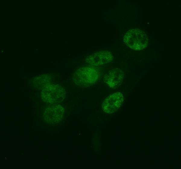 a01284 1 hlf primary antibodies if testing 1