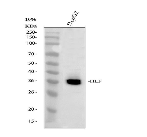a01284 1 hlf primary antibodies wb testing 1_1
