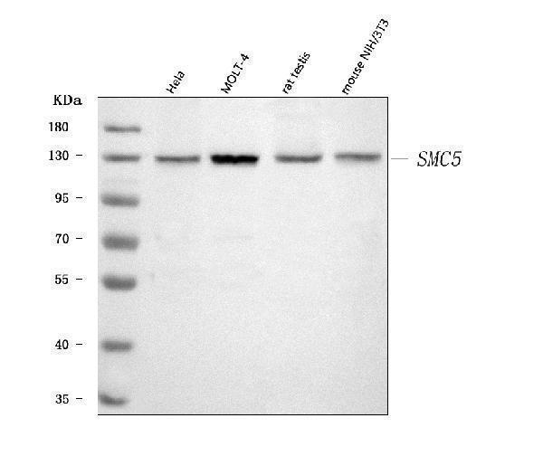 a01285 smc5 primary antibodies wb testing 1