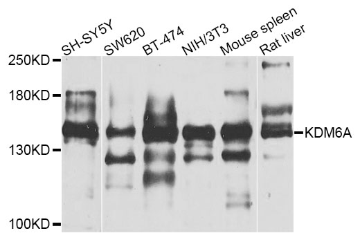 Western blot analysis of extracts of various cell lines, using KDM6A antibody