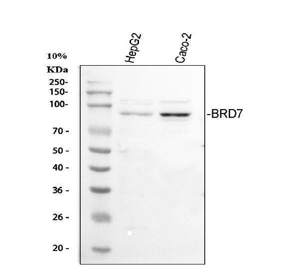 a01289 1 brd7 primary antibodies wb testing 1