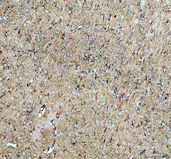 IHC analysis of Neuropeptide S using anti-Neuropeptide S antibody (A01290-1)