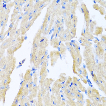 a01292 mln primary antiboties ihc testing 2