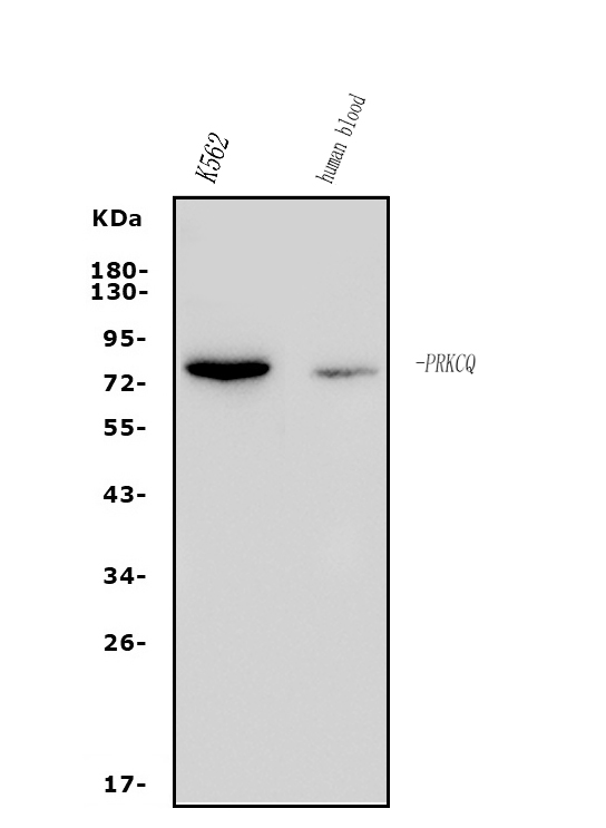 a01293 3 prkcq primary antibodies wb testing 1