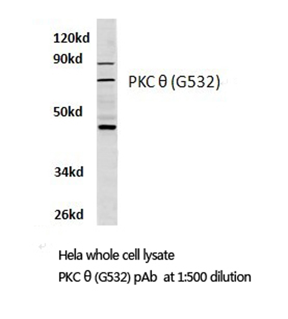 a01293 prkcq primary antiboties wb testing 1