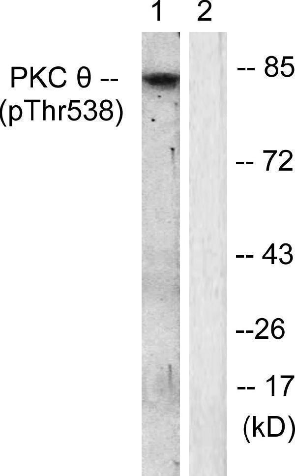 a01293t538 1 prkcq primary antibodies wb testing 2