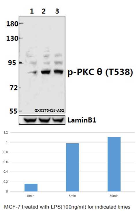 a01293t538 prkcq primary antiboties wb testing 1