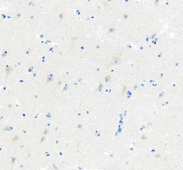 a01295 1 cflar primary antibodies ihc testing 4