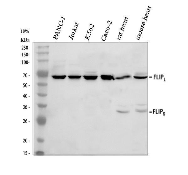 Western blot analysis of FLIP/CFLAR using anti-FLIP/CFLAR antibody (A01295-1)