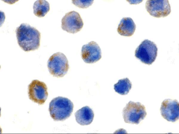 a01295 2 cflar primary antibodies icc testing 4