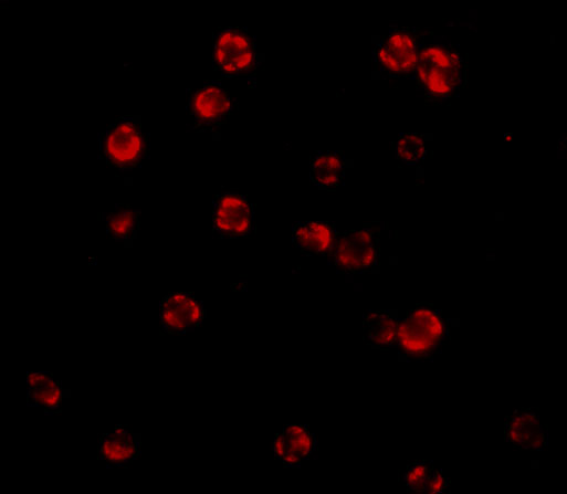 a01295 2 cflar primary antibodies if testing 3