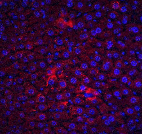 a01295 2 cflar primary antibodies if testing 5