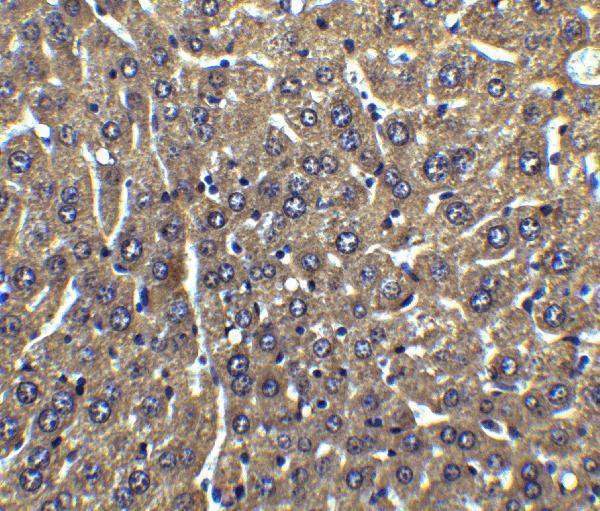 a01295 2 cflar primary antibodies ihc testing 2