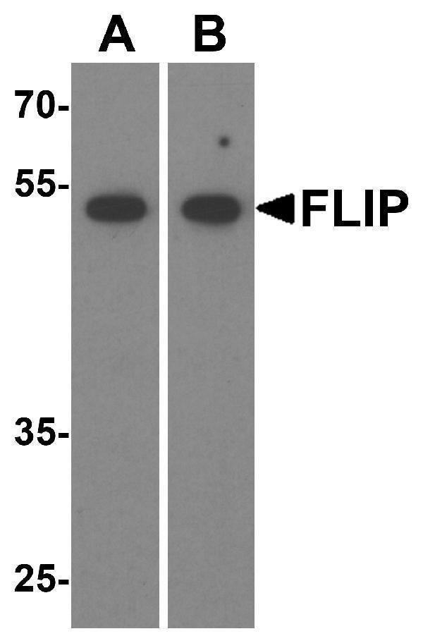 a01295 2 cflar primary antibodies wb testing 1