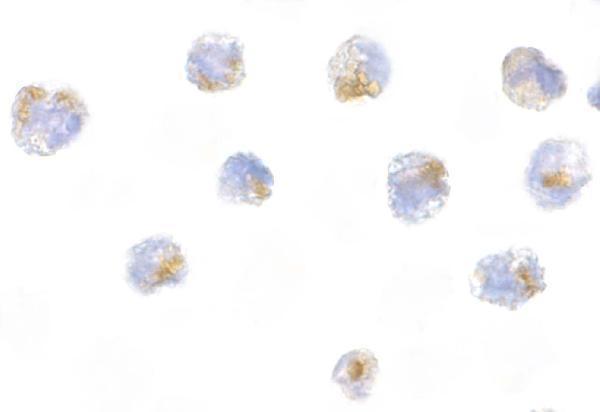 a01295 cflar primary antibodies icc testing 2