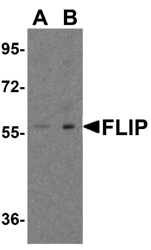 a01295 cflar primary antibodies wb testing 1
