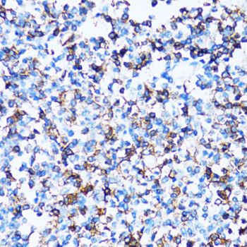 Immunohistochemistry of paraffin-embedded human tonsil using SPN antibody  at dilution of 1:100 