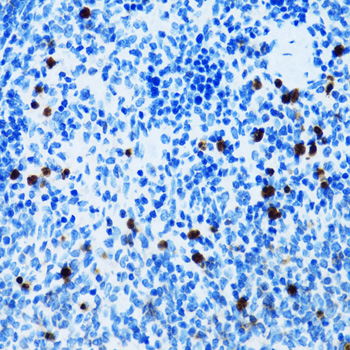 a01296 spn primary antiboties ihc testing 4