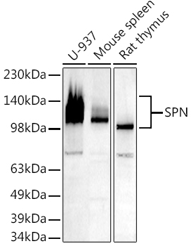 Western blot analysis of extracts of various cell lines, using   at 1:500 dilution