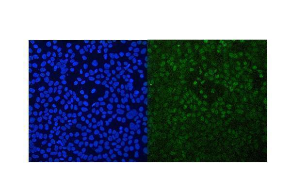 a01299 1 rxra primary antibodies if testing 5