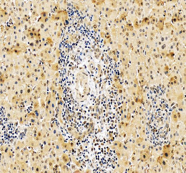 a01299 1 rxra primary antibodies ihc testing 4