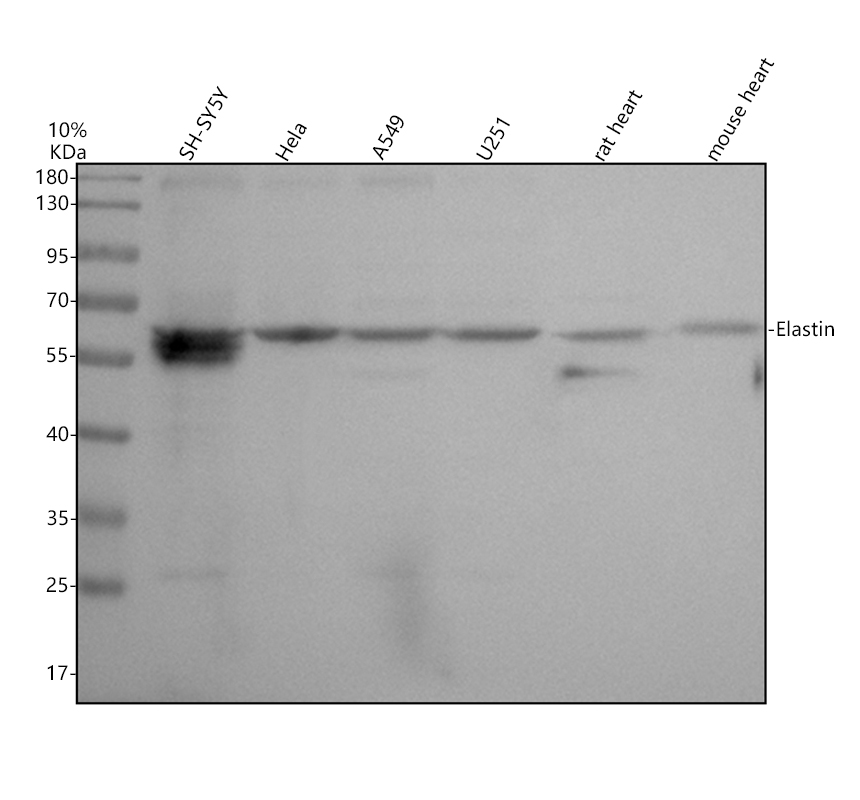 a01300 1 elastin primary antibodies wb testing 1