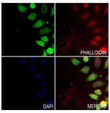 Immunofluorescent analysis of ELN staining in A549 cells