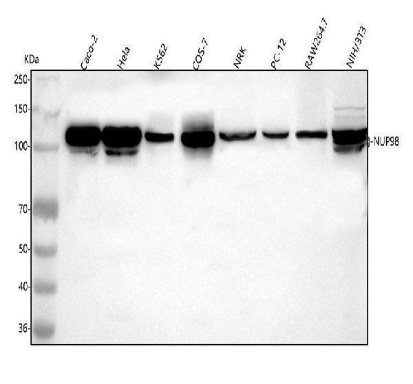 a01301 1 nup98 primary antibodies wb testing 1
