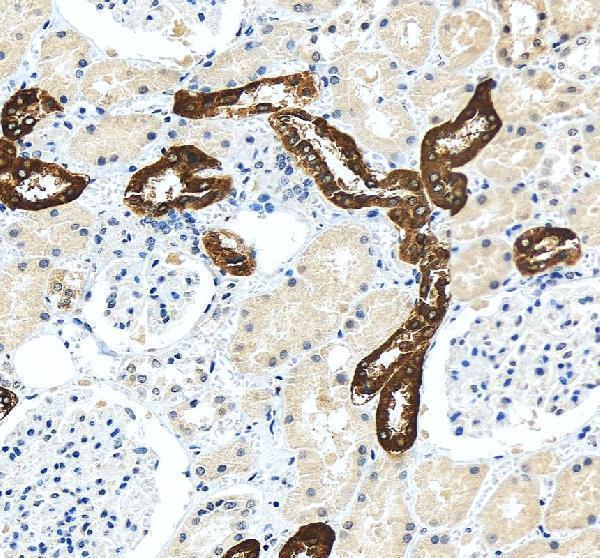 a01303 2 umod primary antibodies ihc testing 4