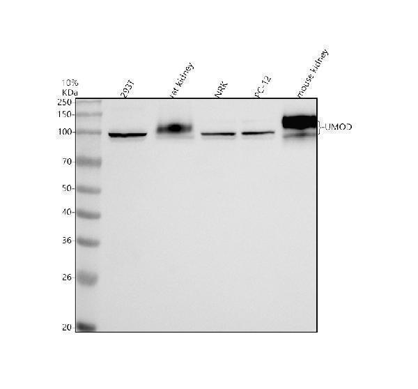 a01303 2 umod primary antibodies wb testing 1_1