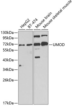a01303 umod primary antiboties wb testing 1