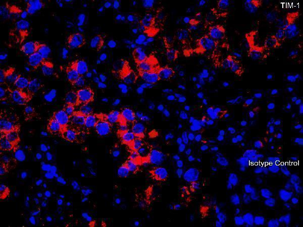 a01306 1 havcr1 primary antibodies if testing 5