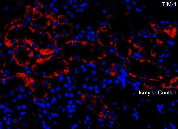 a01306 1 havcr1 primary antibodies if testing 6