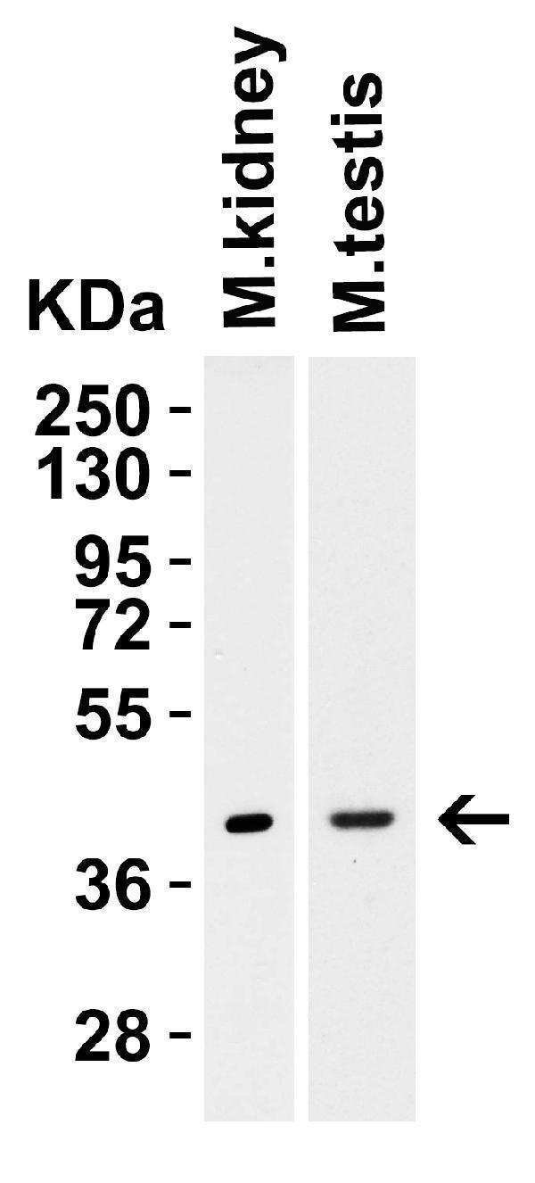 a01306 1 havcr1 primary antibodies wb testing 4