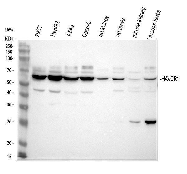 a01306 tim_1 primary antibodies wb testing 1_1