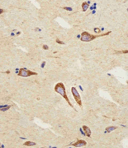 Immunohistochemical analysis of paraffin-embedded H. brain section using CB2 Antibody(C-term). A01307-3 was diluted at 1:25 dilution. A peroxidase-conjugated goat anti-rabbit IgG at 1:400 dilution was used as the secondary antibody, followed by DAB staining.